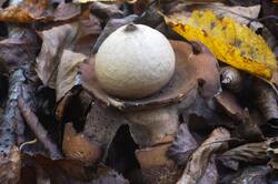Geastrum_triplex_PSA_20261021-01.jpg