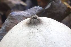 Geastrum_triplex_PSA_20261021-02.jpg