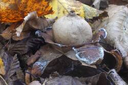 Geastrum_triplex_PSA_20261021-03.jpg