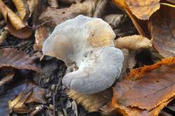 Hohenbuehelia_petaloides_PSA_20261021-02.jpg