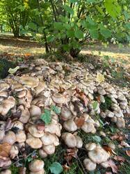 IMG-20261014-WA0005.thumb.jpg.e993211797ee222e6d78e8aec648a459.jpg