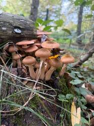 IMG-20261014-WA0009.thumb.jpg.7f5c51fa5c49025a49973731c50b7db0.jpg