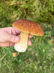 IMG-20261014-WA0011.thumb.jpg.8b420bfedf64eab29afbe77209b9571d.jpg
