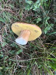 IMG-20261014-WA0018.thumb.jpg.8c87cebad6fe59ae1b6018dea6403766.jpg
