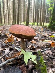 IMG-20261014-WA0023.thumb.jpg.7f26d398e638eda678c771ce484dda6f.jpg