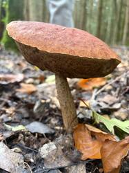 IMG-20261014-WA0026.thumb.jpg.605c120de9c14a6105c23a2094c3d1b7.jpg