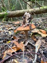 IMG-20261014-WA0029.thumb.jpg.eef4c0fd6a473604285b1004ad3e7611.jpg
