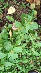 IMG-20261015-WA0008.thumb.jpg.49a34acc337831065e9ae73d0a4fa301.jpg