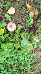 IMG-20261015-WA0009.thumb.jpg.e1b96b40921c878ccd4d8f5202253eae.jpg
