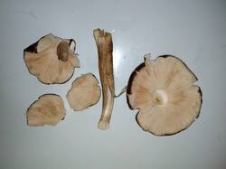 IMG-20261018-WA0028.thumb.jpg.9181ea1601267c68ec41b84fff2bf520.jpg