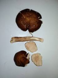 IMG-20261018-WA0030.thumb.jpg.bb50768892caf8579390609f4caab157.jpg
