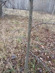 IMG-20261028-WA0000.thumb.jpg.87ee487898c797db971d516f85791883.jpg