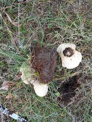IMG-20261028-WA0001.thumb.jpg.aaa6538980517bc729015212fe835182.jpg