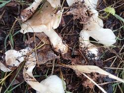 IMG-20261028-WA0002.thumb.jpg.c1d1e30d5ff31515505017ab10a1ced8.jpg