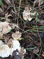 IMG-20261028-WA0005.thumb.jpg.5225e08c5f6fc9a959b018ef7d286d36.jpg