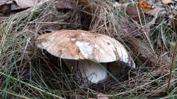 IMG20261011093636.jpg