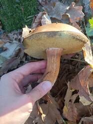 IMG20261025153546.thumb.jpg.885940dfdf6e306c7dd7ac4890dff4dc.jpg