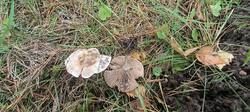 IMG20261026145433.jpg