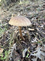 IMG_0634.jpeg