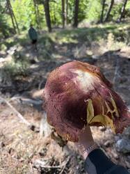 IMG_0650.jpeg