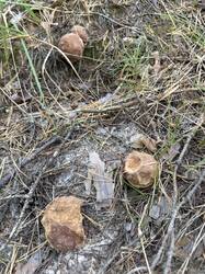 IMG_2009.jpeg