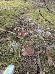 IMG_2020.jpeg