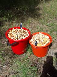 IMG_20220729_132658.jpg