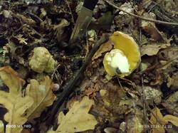 IMG_20260906_122227.thumb.jpg.b2d42dae96cf90a4b9b0c17ee1dd4c15.jpg