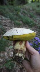 IMG_20260930_173836.thumb.jpg.9c0f6ae80357190e843a1dff3f4efd04.jpg