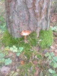 IMG_20261001_080006.thumb.jpg.c47929b3f5fc1b64463f36e59afb303f.jpg