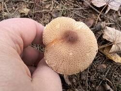 IMG_20261001_101749.thumb.jpg.cbe6ce21f7f8ef28d66439197e76225a.jpg