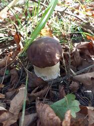 IMG_20261001_135939_665.thumb.jpg.e0cb099a62cb23857622b08a5976ca8f.jpg