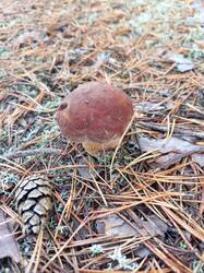IMG_20261002_092259_337.thumb.jpg.23d5b75497b8014db859666638a486ee.jpg