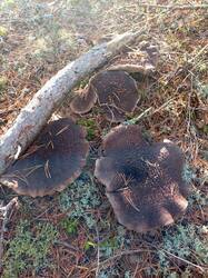IMG_20261002_092725_810.thumb.jpg.bbfae6c653c4a24af586514be8021a1b.jpg