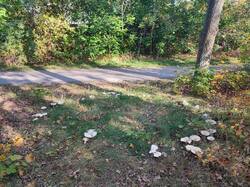 IMG_20261003_142306.thumb.jpg.1c9f2448c2e75a7900ccdc2258cad6a8.jpg