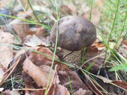 IMG_20261003_150906.thumb.jpg.1c473f36edb798bdf97dd0d51ed50c12.jpg