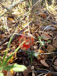 IMG_20261003_151223_707.jpg