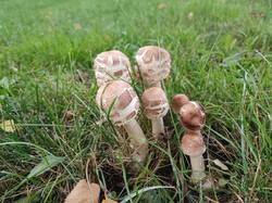 IMG_20261004_140548.thumb.jpg.e8b66f679f9937946e692f08b30920b9.jpg