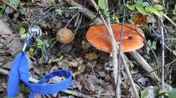 IMG_20261004_152504.thumb.jpg.06c56e129553eaf394bd3796e9bacf0d.jpg