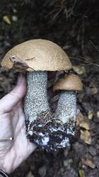 IMG_20261004_153612.thumb.jpg.922f03ee589f4aa9e1e08e7280ccd4ac.jpg