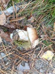 IMG_20261004_153737_853.jpg