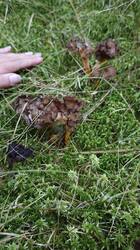 IMG_20261004_171517.thumb.jpg.c09f32ec7ce45546935613fe50e64afa.jpg