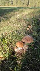 IMG_20261004_173541.thumb.jpg.9168a5dd81f931e8367d6346884c9348.jpg