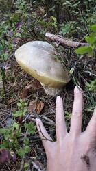 IMG_20261004_181213.thumb.jpg.821f444d9762be00b4b2a5631b84f3ef.jpg