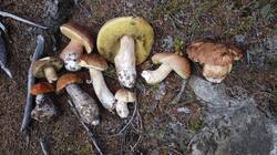 IMG_20261004_184057.thumb.jpg.68471b7fa8dc87cf768958ef4252cf93.jpg