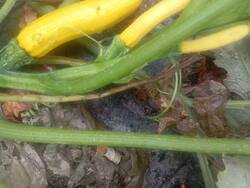 IMG_20261005_090306.thumb.jpg.c15b4d2f47a2312eb48681f63200d900.jpg