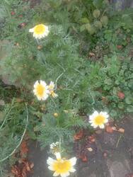 IMG_20261005_090333.thumb.jpg.e97fbd51c24dd35488d29c6c1ec87505.jpg