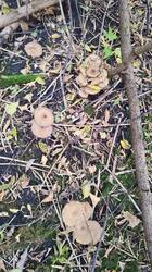 IMG_20261005_143229.jpg