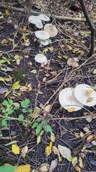 IMG_20261005_145856.jpg
