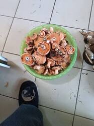 IMG_20261005_191001.thumb.jpg.3fd9be78d9f1942373da3f1cd1873f71.jpg
